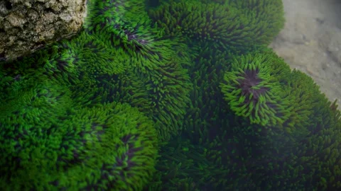 Sea anemone Stock-Footage 244449314