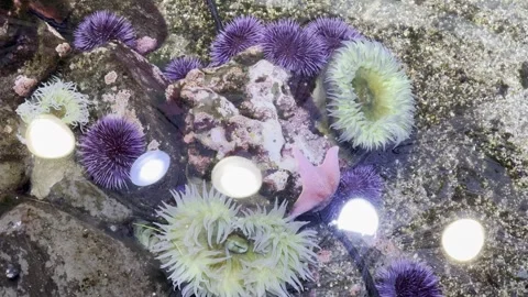 Sea anemone Stock Footage 264613941