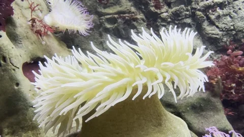 Sea anemone Stock Footage 264615413