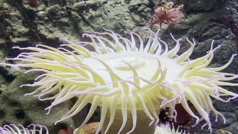 Sea anemone Stock Footage 264616041