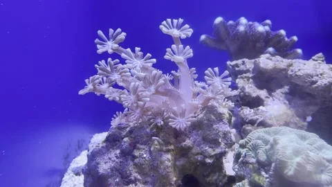 Sea anemone Stock Footage 264748672