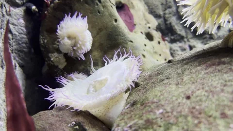 Sea anemone Stock Footage 264748713