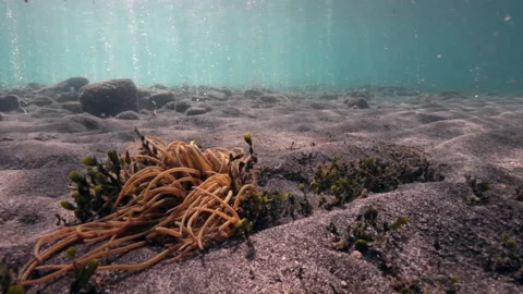 Sea anemone in front of bubbles caused by volcanic activity Stock Footage 131140564