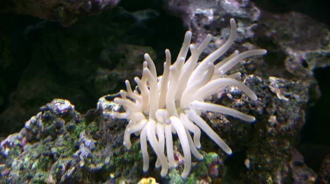 Sea Anemone gently sways with the current (High Definition) Stock Footage 360476