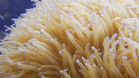 Sea anemone HD Stock Footage 95200618