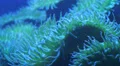 Sea Anemone Moves In Ocean Currents HD Footage