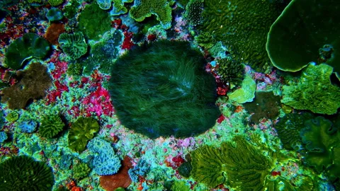 Sea Anemone Moving in Ocean Current – Tropical Underwater Flow Bali Stock Footage 330987087
