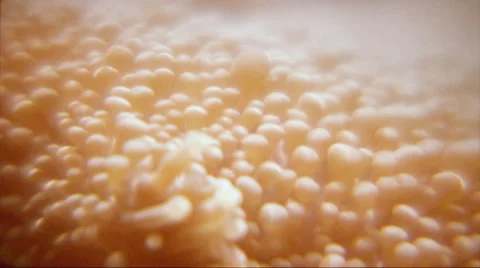 A sea anemone, moving slowly in the waves Stock Footage 44562830