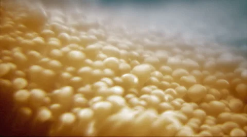 A sea anemone, moving slowly in the waves Stock Footage 44562839