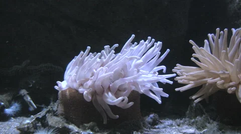 Sea anemone with moving tentacles Stock Footage 56314337