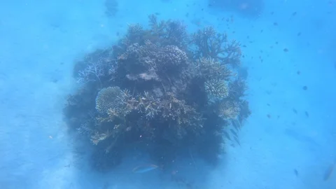 Sea anemone in the ocean Stock Footage 110746389