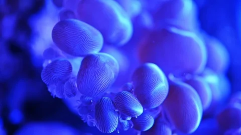 Sea anemone or sea flower underwater - Slow motion Stock Footage 119233953
