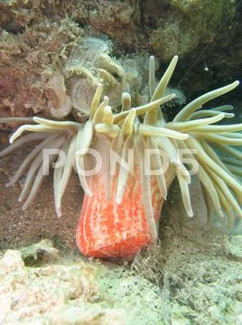 Sea anemone Stock Photos