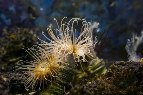 Sea anemone Stock-Fotos