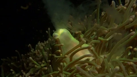 Sea anemone spawning at night Video stock 72267133