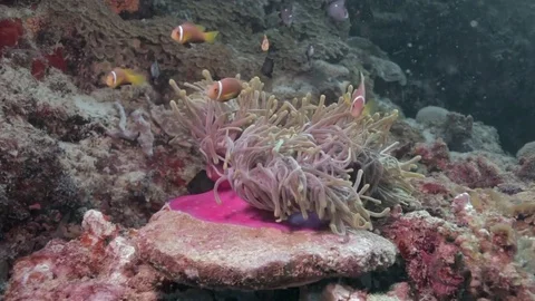 Sea anemone on the strong current Stock Footage 82705819