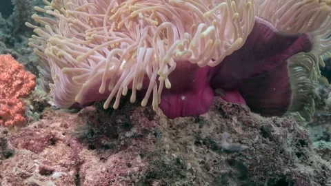 Sea anemone on the strong current Stock Footage 82705911