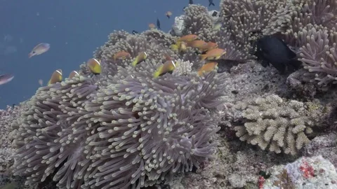 Sea anemone on the strong current Stock Footage 82706013