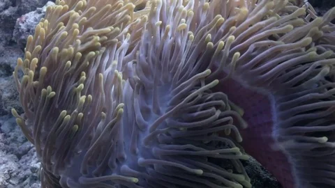 Sea anemone on the strong current Stock Footage 82706110