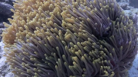 Sea anemone on the strong current Stock Footage 82706136