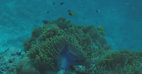 Sea Anemone Swaying with the Current Stock Footage 280102551