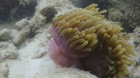 Sea Anemone swaying in currents Stock Footage 114901474