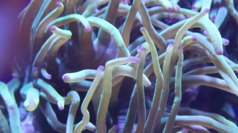 Sea anemone tentacles Stock Footage 52349510