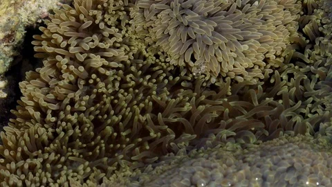 Sea anemone with tentacles moving in the current Stock Footage 106401592
