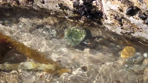 Sea anemone in tidal pool waves Stockbeeldmateriaal 153949311