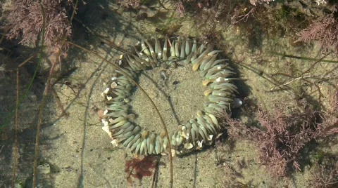 Sea Anemone In Tide Pool Stock Footage 576098