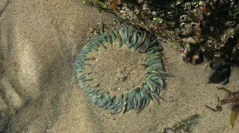 Sea Anemone In Tide Pool Stock Footage 576539