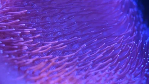 Sea anemone underwater Video stock 101678764