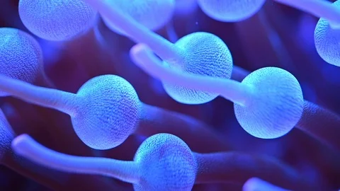 Sea anemone underwater Video stock 101678905
