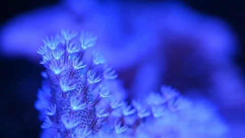 Sea anemone underwater Video stock 101679014
