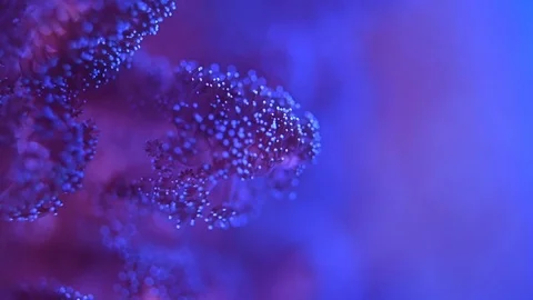 Sea anemone underwater Video stock 101679206