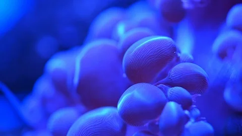 Sea anemone underwater Video stock 101939787