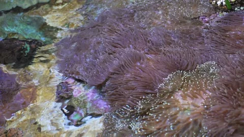Sea anemone from water surface Stock Footage 211112097