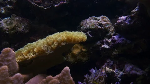 Sea Anemones Close Up 5 Stock Footage