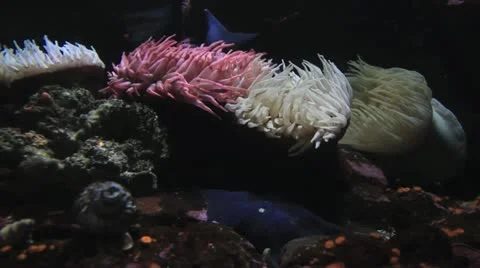 Sea Anemones Stock Footage 11131595