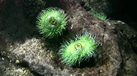 Sea Anemones Stock Footage 20265554
