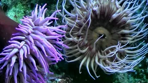 Sea Anemones Stock Footage 22368107