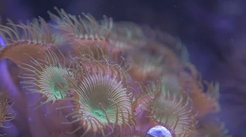 Sea Anemones Stock Footage 48382093