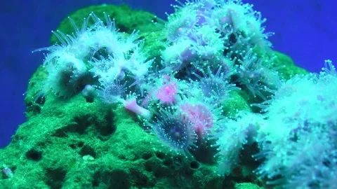 Sea anemones Stock Footage 77439238