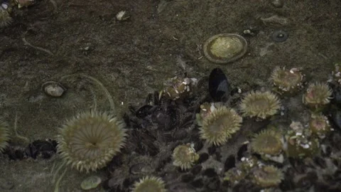 Sea Anemones Stock Footage 193993334