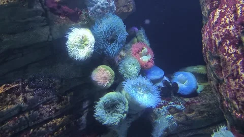 Sea anemones Video stock 320438582