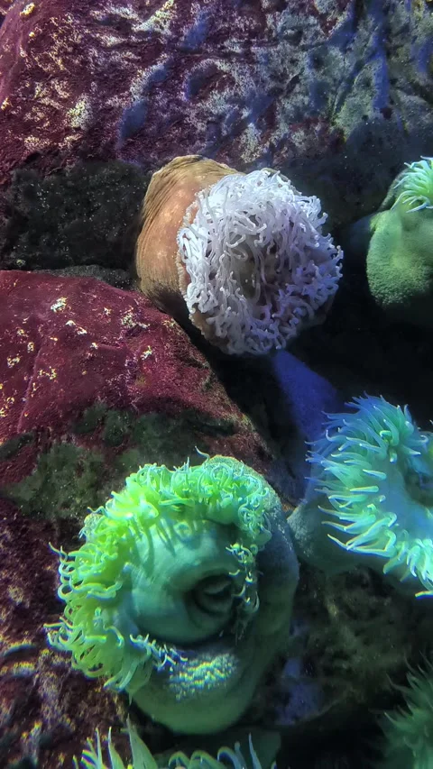 Sea anemones Stock Footage 320438587