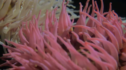 Sea anenome Stock Footage 2541656