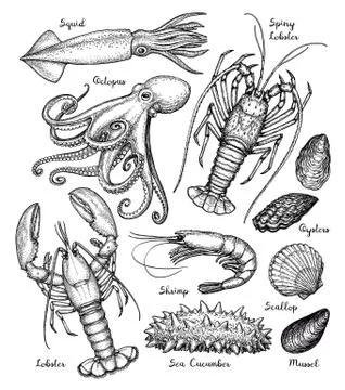 Sea animals big set. Stock Illustration