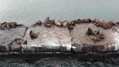 Sea animals. Stock Footage 169545158