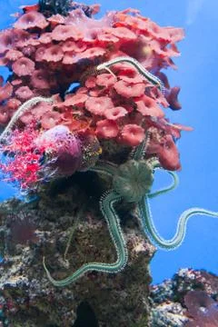 Sea animals Stock Photos